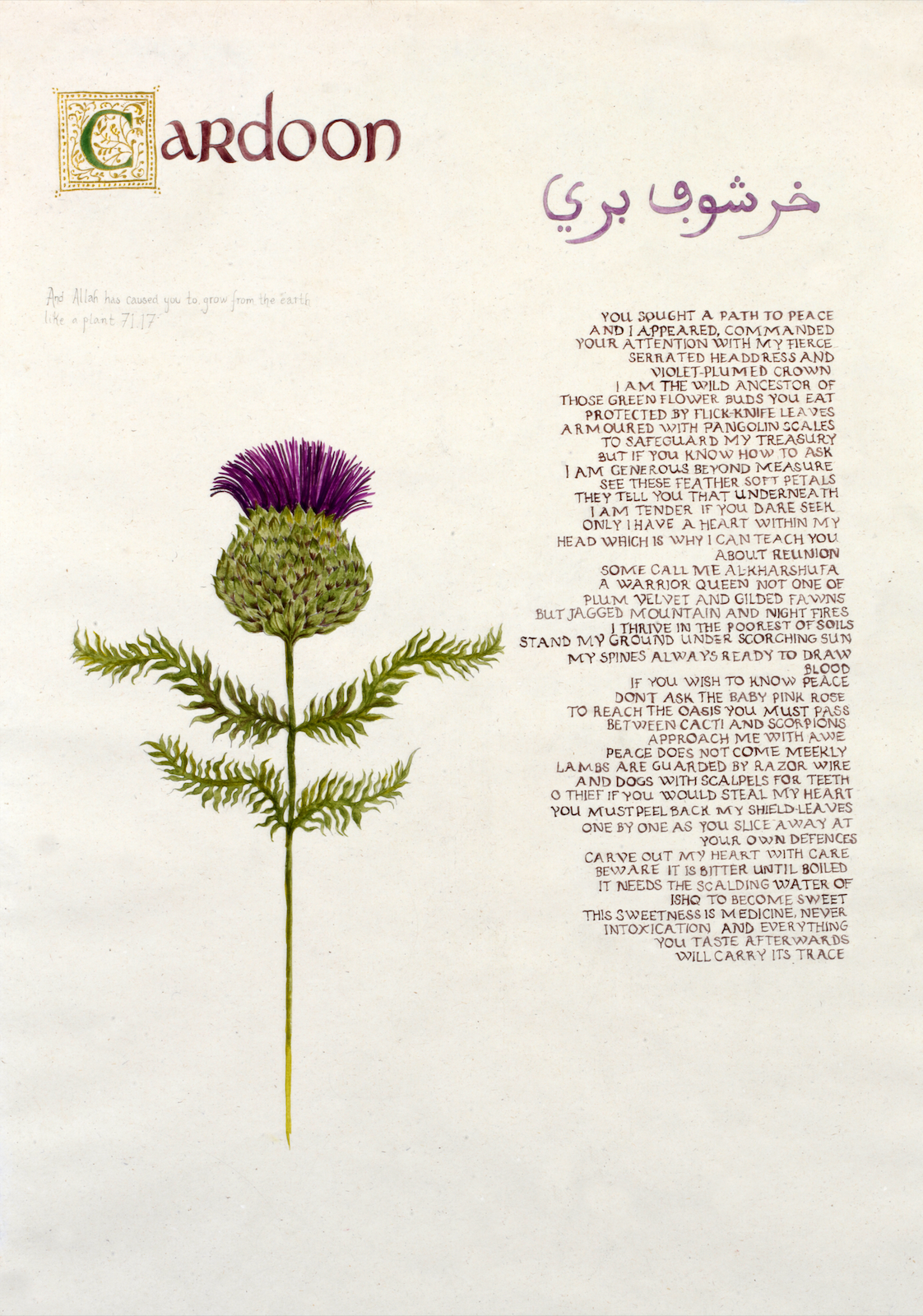 Cardoon